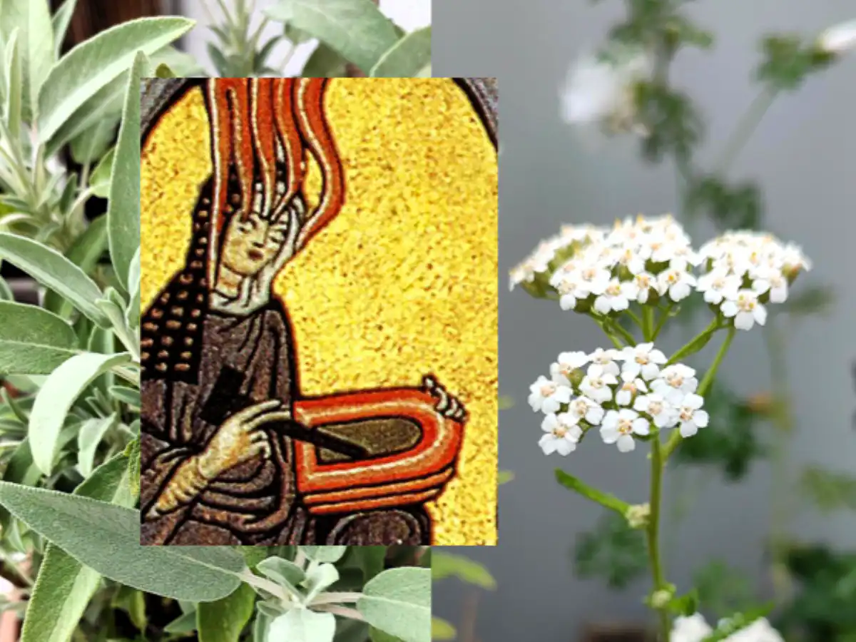 Kräuter Hildgegard von Bingen